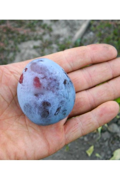 Слива пізня Амерс плоди